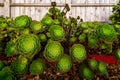 Tree Aeonium, or Aeonium arboreum, or Irish rose, a cone-shaped clusters of green-yellow succulents looks great in California