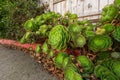 Tree Aeonium, or Aeonium arboreum, or Irish rose, a cone-shaped clusters of green-yellow succulents looks great in California