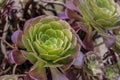Tree aeonium, native to the canary islands and morocco, crassulaceae Royalty Free Stock Photo