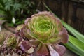 Tree aeonium, native to the canary islands and morocco, crassulaceae Royalty Free Stock Photo