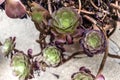 Tree aeonium, native to the canary islands and morocco, crassulaceae Royalty Free Stock Photo