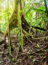 Tree with aerial roots Royalty Free Stock Photo