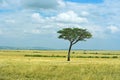 The tree in the African savanna Royalty Free Stock Photo