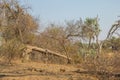 Elephant damage to the natural environment