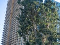 A tree against the backdrop of a tall house under construction. Building frame. Nature and concrete. Construction industry Royalty Free Stock Photo