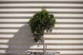 Tree against background of wall. Ornamental plant in pot