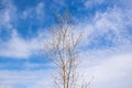 Tree Against Bright Sky