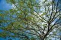 Tree against the sky