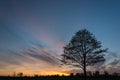 Tree against the sky and colorful clouds after sunset Royalty Free Stock Photo