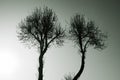 Tree against the sky. tree silhouette. branch tree on the sky background