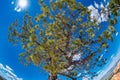 Tree against the sun and blue sky of Bryce Canyon on a beautiful sunny day Royalty Free Stock Photo