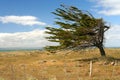 Tree Against The Wind