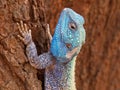 Tree agama Royalty Free Stock Photo