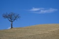 Tree on agricultural land