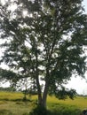 Tree of agriculture field arjun tree in indian Royalty Free Stock Photo