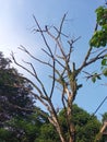 Tree Algae Blue Sky Pohon Langit Biru Lumut Leafless Daun