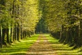 Tree alley Royalty Free Stock Photo