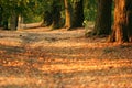 Tree alley at early evening