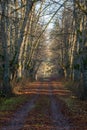 Tree alley in the forest with fallen autumn leaves on the road cars in the mud. Charming autumn landscape