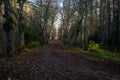 Tree alley in the forest with fallen autumn leaves on the road cars in the mud. Charming autumn landscape