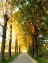 Tree alley Royalty Free Stock Photo