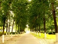 Tree alley Royalty Free Stock Photo