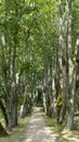 Tree Alley in the the Jaunmokas Manor Park Near Jaunmoku Castle