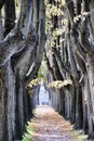 Tree Alley in Lucca Royalty Free Stock Photo