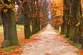 Tree Alley and Path Royalty Free Stock Photo