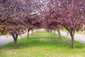 Tree alley with purple leaves, autumn landscape, natural background, city park Royalty Free Stock Photo