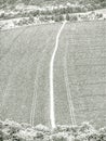 Tree alley in spring undulating fields with road