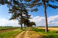 Tree alley in summer with footpath