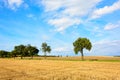 Tree alley surrounded by fields