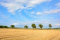 Tree alley surrounded by fields