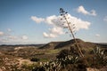 Tree almeria desert