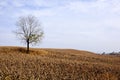 Tree alone