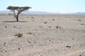 Lonely tree in a desert plain Royalty Free Stock Photo
