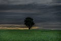 Tree alone in field with sunset near Ottenschlag town in Austria evening