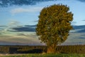 Tree alone in field with sunset near Ottenschlag town in Austria evening