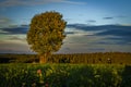 Tree alone in field with sunset near Ottenschlag town in Austria evening