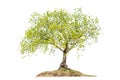 Tree alone or single on isolate white background Royalty Free Stock Photo