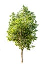 Tree alone or single on isolate white background Royalty Free Stock Photo