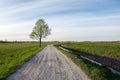 A tree alone growing next to a gravel road through green meadow Royalty Free Stock Photo