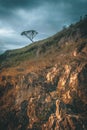 Tree alone in the hill Royalty Free Stock Photo