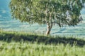 Tree alone on a hill with green grass