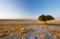 Tree alone at Kubu island in winter