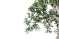 Tree alone with leaf on isolate white background Royalty Free Stock Photo