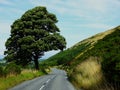 Tree  alone   moutain  road blue sky green hill scotland walklands Royalty Free Stock Photo