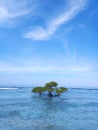 The Tree Alone at The Sea Royalty Free Stock Photo