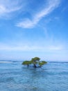 The Tree Alone at The Sea